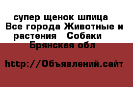 супер щенок шпица - Все города Животные и растения » Собаки   . Брянская обл.